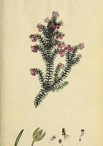 Reproducción/Reproduction 47870329961: The heathery, or, A monograph of the genus Erica :. London :Henry G. Bohn,1845.. 