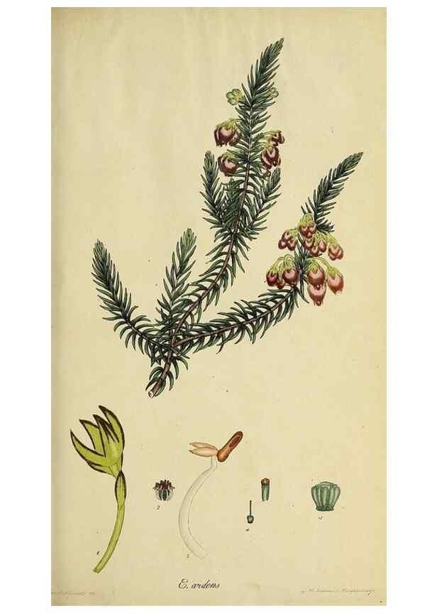 Reproducción/Reproduction 47080984214: The heathery, or, A monograph of the genus Erica :. London :Henry G. Bohn,1845.. 