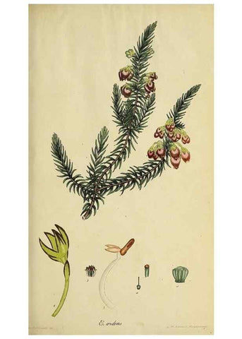Reproducción/Reproduction 47080984214: The heathery, or, A monograph of the genus Erica :. London :Henry G. Bohn,1845.. 