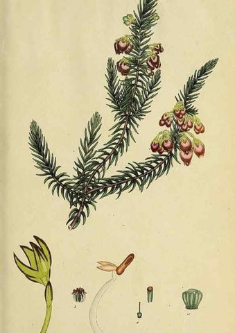 Reproducción/Reproduction 47080984214: The heathery, or, A monograph of the genus Erica :. London :Henry G. Bohn,1845.. 