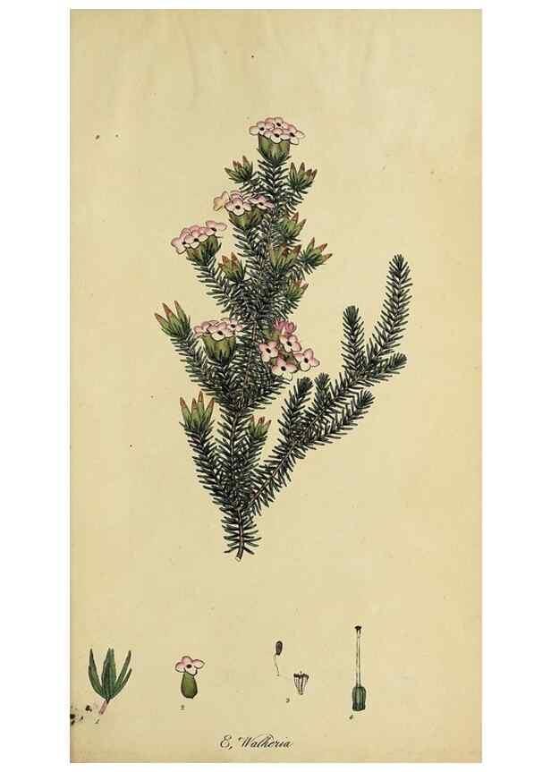 Reproducción/Reproduction 47817906002: The heathery, or, A monograph of the genus Erica :. London :Henry G. Bohn,1845.. 