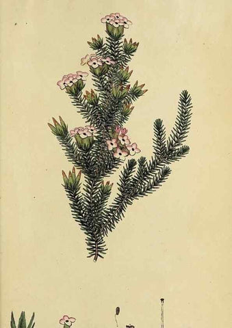 Reproducción/Reproduction 47817906002: The heathery, or, A monograph of the genus Erica :. London :Henry G. Bohn,1845.. 