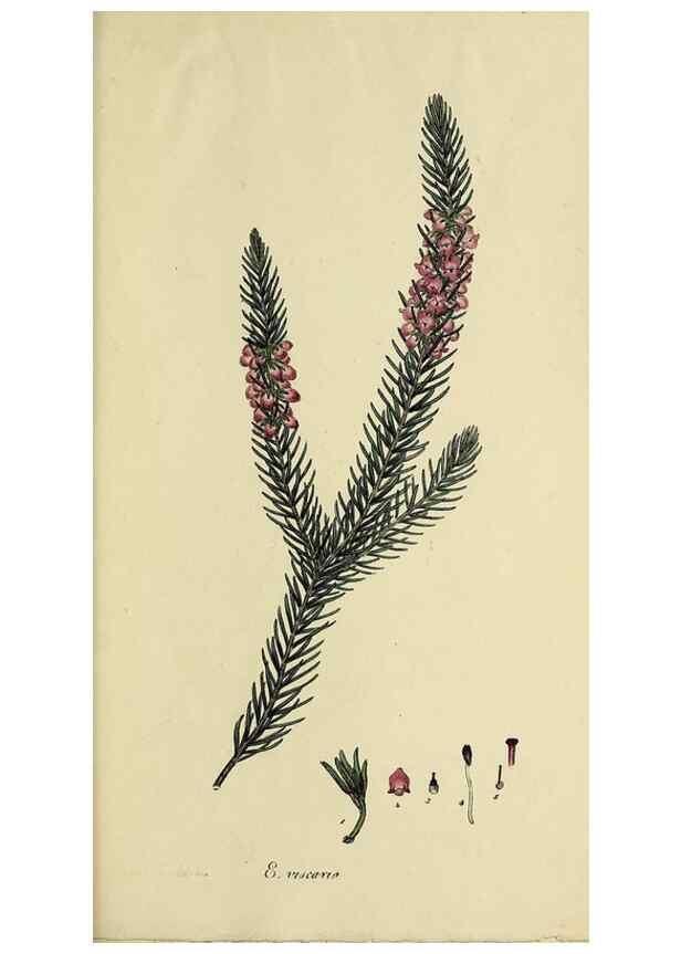 Reproducción/Reproduction 46953935325: The heathery, or, A monograph of the genus Erica :. London :Henry G. Bohn,1845.. 