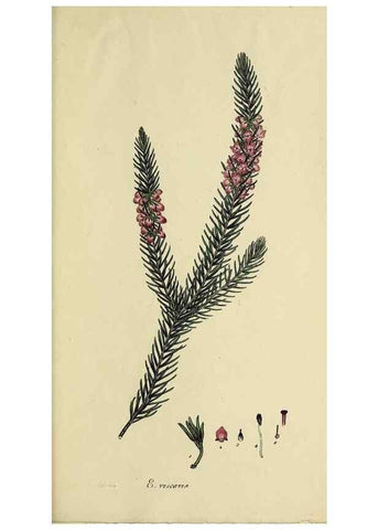 Reproducción/Reproduction 46953935325: The heathery, or, A monograph of the genus Erica :. London :Henry G. Bohn,1845.. 
