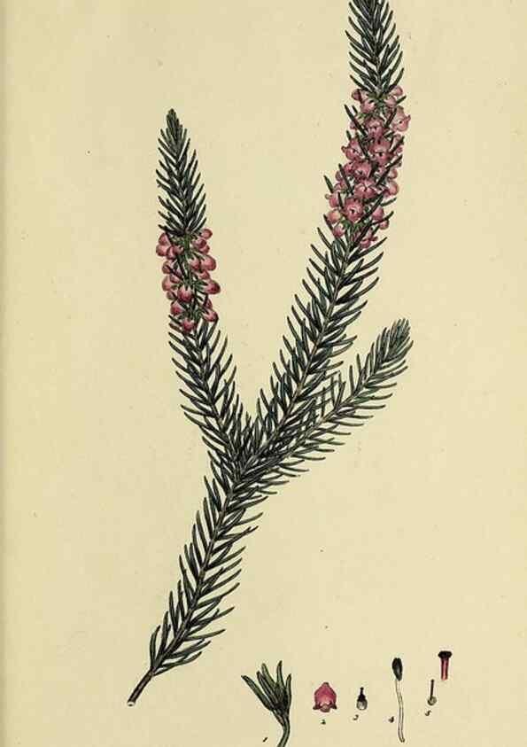 Reproducción/Reproduction 46953935325: The heathery, or, A monograph of the genus Erica :. London :Henry G. Bohn,1845.. 