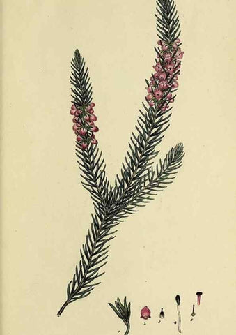 Reproducción/Reproduction 46953935325: The heathery, or, A monograph of the genus Erica :. London :Henry G. Bohn,1845.. 