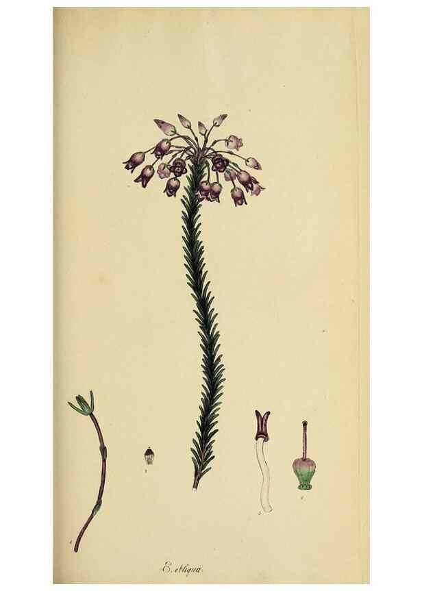 Reproducción/Reproduction 46953927805: The heathery, or, A monograph of the genus Erica :. London :Henry G. Bohn,1845.. 