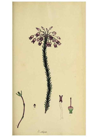 Reproducción/Reproduction 46953927805: The heathery, or, A monograph of the genus Erica :. London :Henry G. Bohn,1845.. 