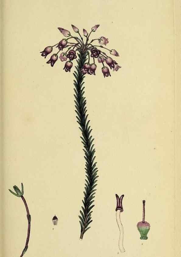 Reproducción/Reproduction 46953927805: The heathery, or, A monograph of the genus Erica :. London :Henry G. Bohn,1845.. 