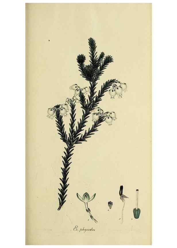 Reproducción/Reproduction 40903600533: The heathery, or, A monograph of the genus Erica :. London :Henry G. Bohn,1845.. 