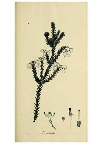Reproducción/Reproduction 40903600533: The heathery, or, A monograph of the genus Erica :. London :Henry G. Bohn,1845.. 