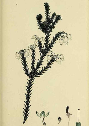 Reproducción/Reproduction 40903600533: The heathery, or, A monograph of the genus Erica :. London :Henry G. Bohn,1845.. 
