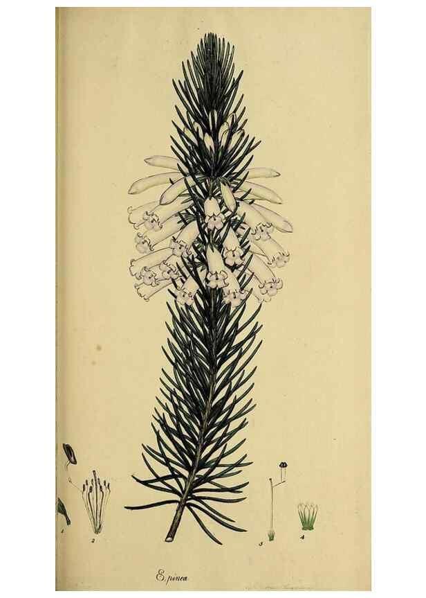Reproducción/Reproduction 40903600873: The heathery, or, A monograph of the genus Erica :. London :Henry G. Bohn,1845.. 