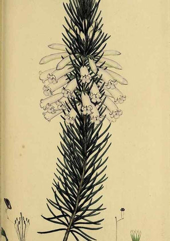 Reproducción/Reproduction 40903600873: The heathery, or, A monograph of the genus Erica :. London :Henry G. Bohn,1845.. 