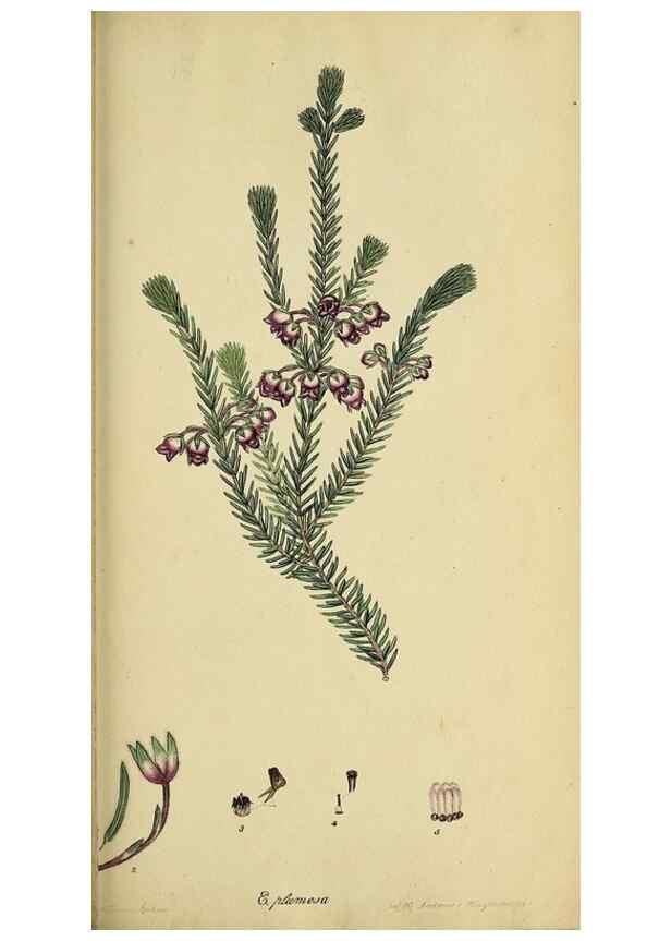 Reproducción/Reproduction 33992873508: The heathery, or, A monograph of the genus Erica :. London :Henry G. Bohn,1845.. 