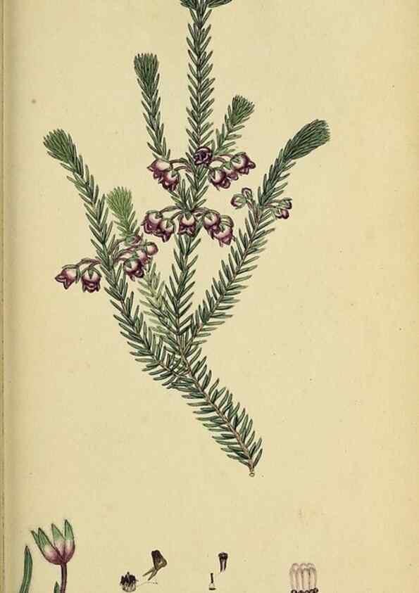 Reproducción/Reproduction 33992873508: The heathery, or, A monograph of the genus Erica :. London :Henry G. Bohn,1845.. 