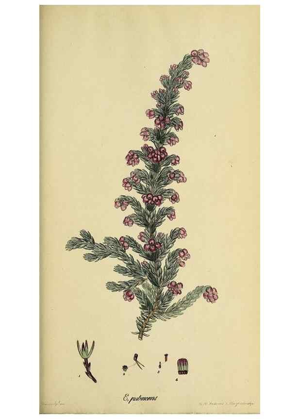 Reproducción/Reproduction 46953929475: The heathery, or, A monograph of the genus Erica :. London :Henry G. Bohn,1845.. 