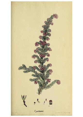 Reproducción/Reproduction 46953929475: The heathery, or, A monograph of the genus Erica :. London :Henry G. Bohn,1845.. 