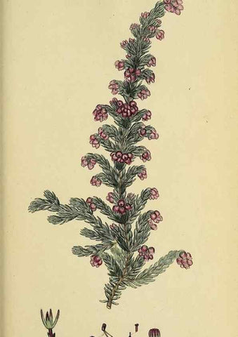 Reproducción/Reproduction 46953929475: The heathery, or, A monograph of the genus Erica :. London :Henry G. Bohn,1845.. 