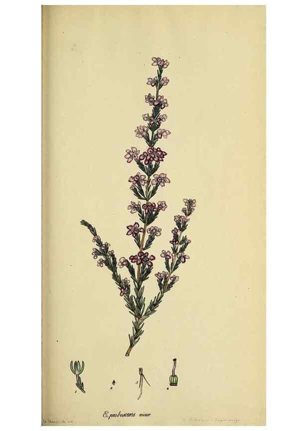 Reproducción/Reproduction 47870116681: The heathery, or, A monograph of the genus Erica :. London :Henry G. Bohn,1845.. 