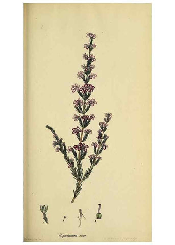 Reproducción/Reproduction 47870116681: The heathery, or, A monograph of the genus Erica :. London :Henry G. Bohn,1845.. 