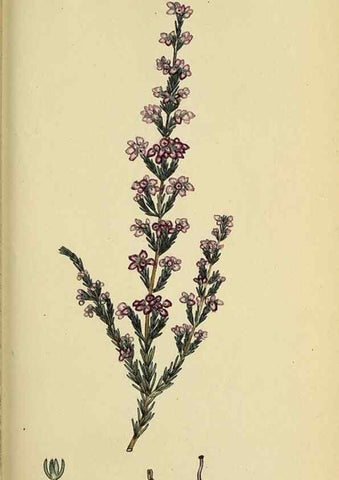 Reproducción/Reproduction 47870116681: The heathery, or, A monograph of the genus Erica :. London :Henry G. Bohn,1845.. 