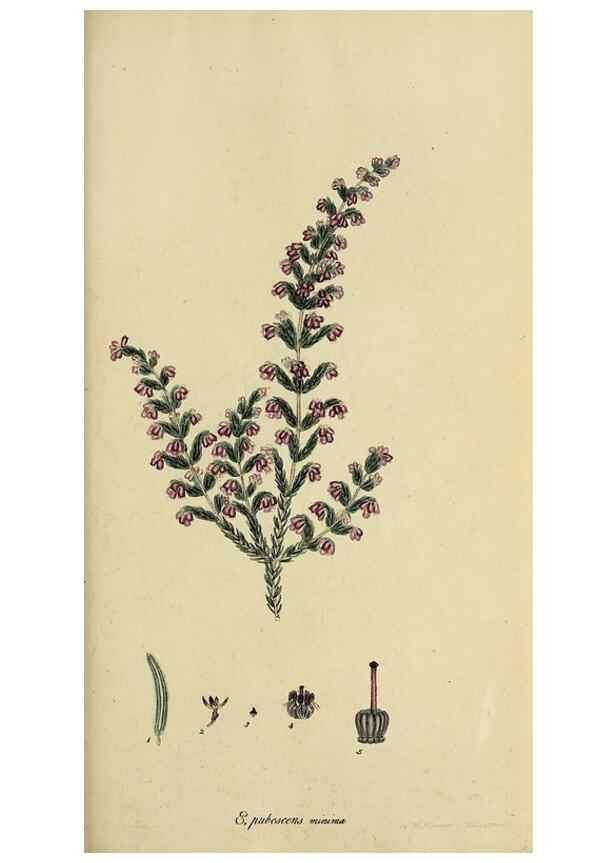 Reproducción/Reproduction 46953930255: The heathery, or, A monograph of the genus Erica :. London :Henry G. Bohn,1845.. 