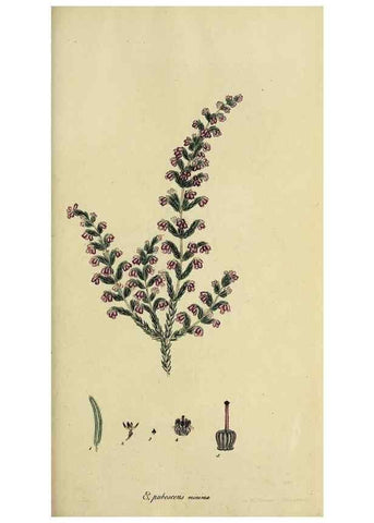 Reproducción/Reproduction 46953930255: The heathery, or, A monograph of the genus Erica :. London :Henry G. Bohn,1845.. 