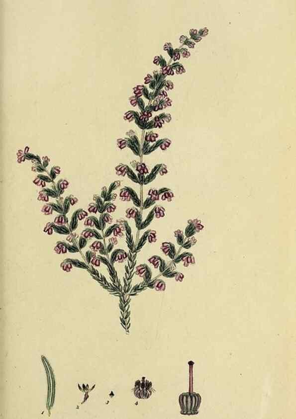 Reproducción/Reproduction 46953930255: The heathery, or, A monograph of the genus Erica :. London :Henry G. Bohn,1845.. 