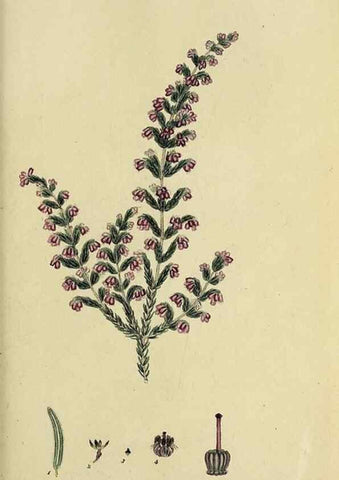 Reproducción/Reproduction 46953930255: The heathery, or, A monograph of the genus Erica :. London :Henry G. Bohn,1845.. 