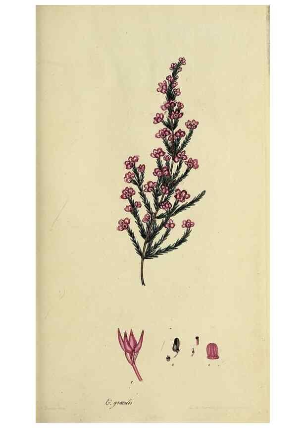 Reproducción/Reproduction 40903854973: The heathery, or, A monograph of the genus Erica :. London :Henry G. Bohn,1845.. 