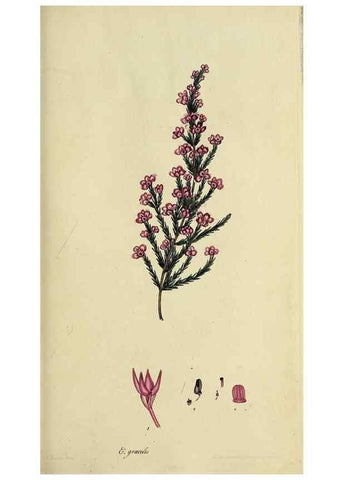 Reproducción/Reproduction 40903854973: The heathery, or, A monograph of the genus Erica :. London :Henry G. Bohn,1845.. 