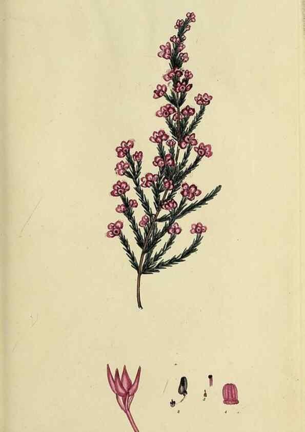 Reproducción/Reproduction 40903854973: The heathery, or, A monograph of the genus Erica :. London :Henry G. Bohn,1845.. 