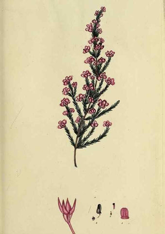 Reproducción/Reproduction 40903854973: The heathery, or, A monograph of the genus Erica :. London :Henry G. Bohn,1845.. 