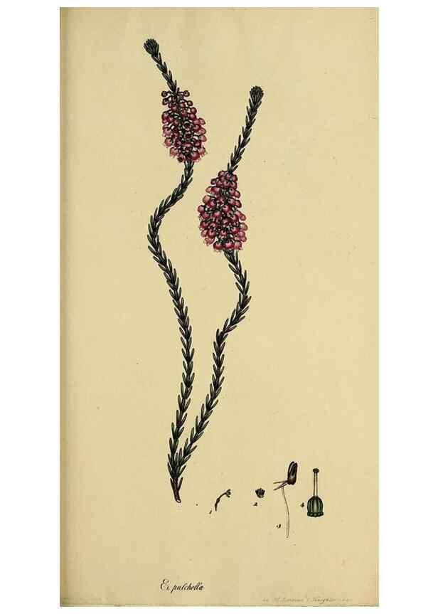 Reproducción/Reproduction 47080719034: The heathery, or, A monograph of the genus Erica :. London :Henry G. Bohn,1845.. 