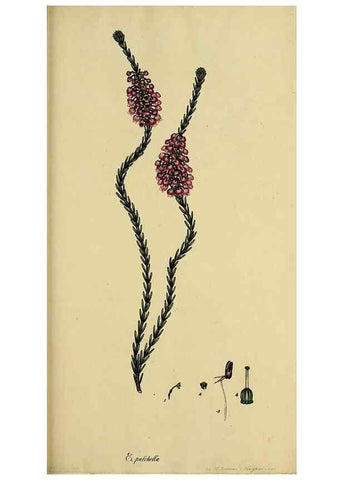 Reproducción/Reproduction 47080719034: The heathery, or, A monograph of the genus Erica :. London :Henry G. Bohn,1845.. 