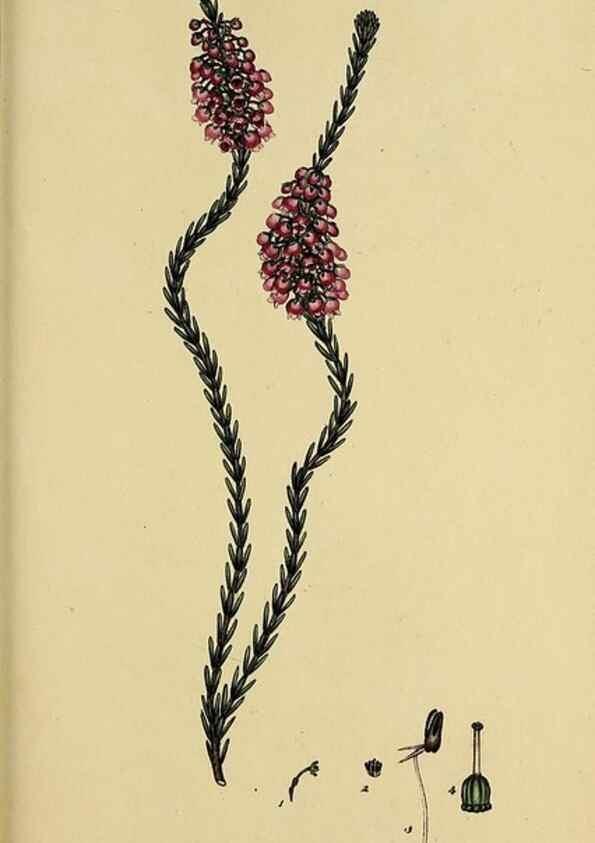 Reproducción/Reproduction 47080719034: The heathery, or, A monograph of the genus Erica :. London :Henry G. Bohn,1845.. 