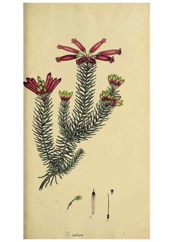 Reproducción/Reproduction 40903603273: The heathery, or, A monograph of the genus Erica :. London :Henry G. Bohn,1845.. 