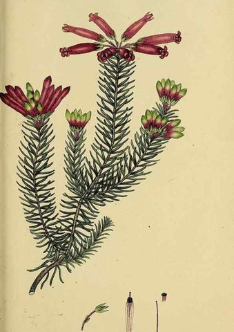 Reproducción/Reproduction 40903603273: The heathery, or, A monograph of the genus Erica :. London :Henry G. Bohn,1845.. 
