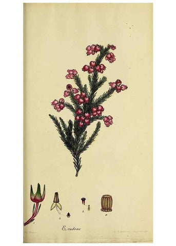 Reproducción/Reproduction 46953932005: The heathery, or, A monograph of the genus Erica :. London :Henry G. Bohn,1845.. 