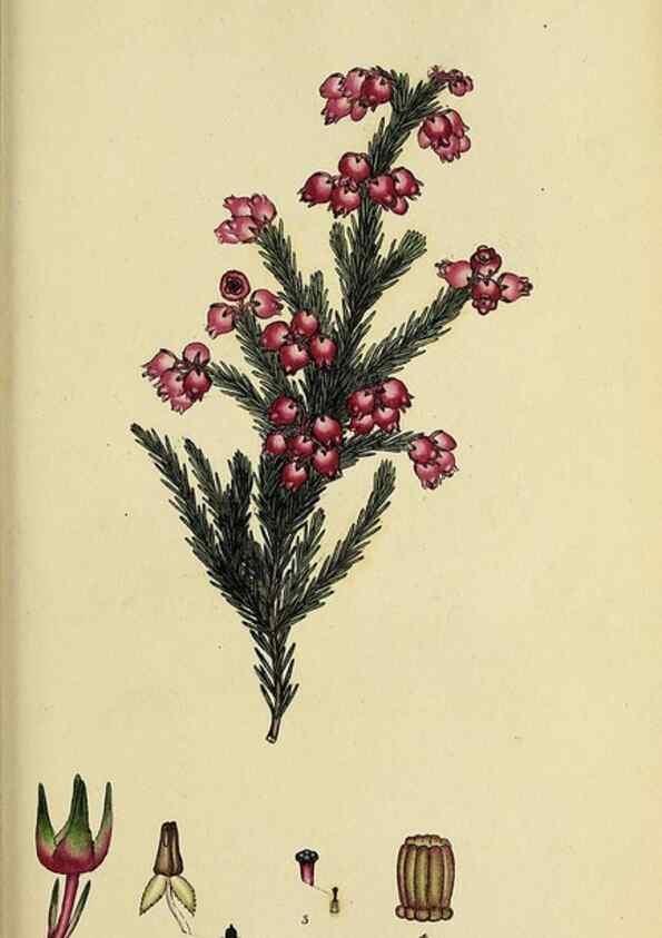 Reproducción/Reproduction 46953932005: The heathery, or, A monograph of the genus Erica :. London :Henry G. Bohn,1845.. 
