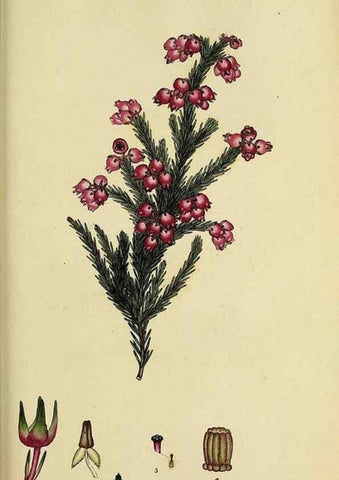 Reproducción/Reproduction 46953932005: The heathery, or, A monograph of the genus Erica :. London :Henry G. Bohn,1845.. 