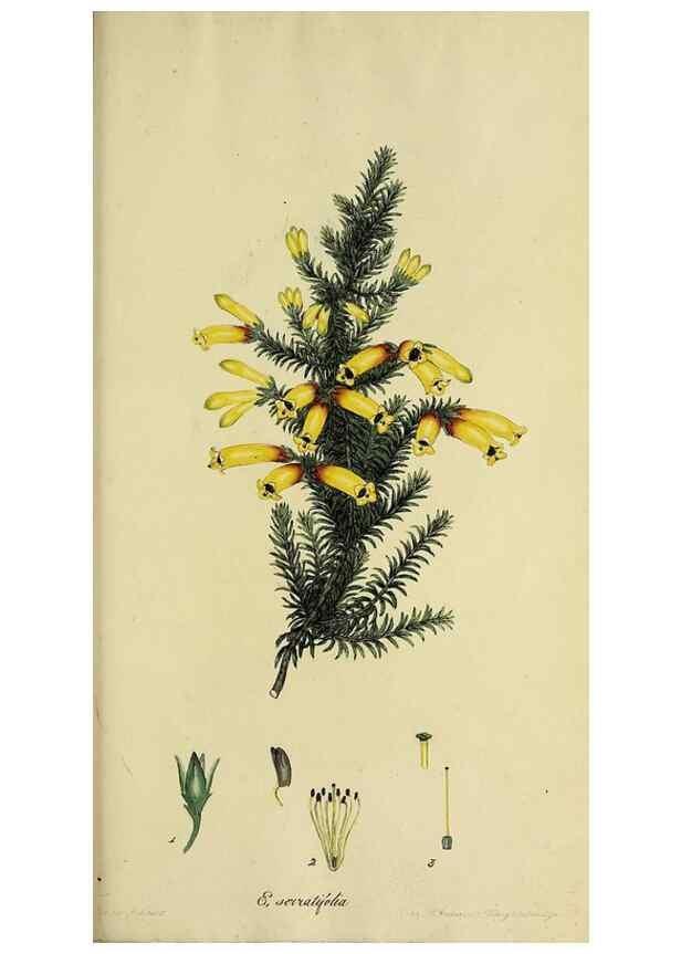 Reproducción/Reproduction 40903604183: The heathery, or, A monograph of the genus Erica :. London :Henry G. Bohn,1845.. 
