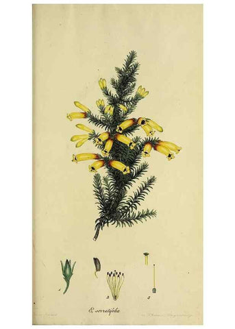 Reproducción/Reproduction 40903604183: The heathery, or, A monograph of the genus Erica :. London :Henry G. Bohn,1845.. 