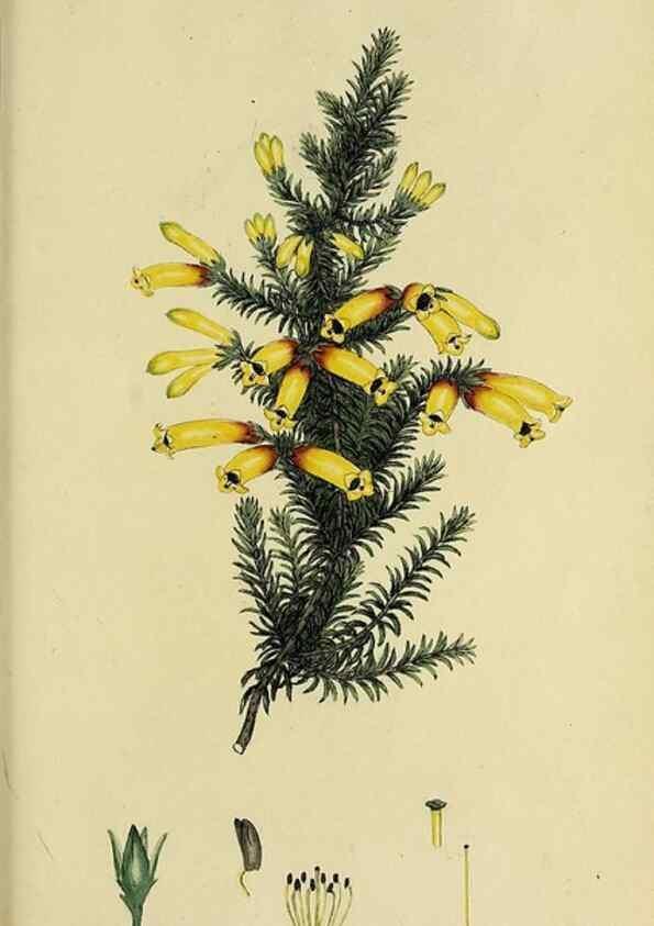 Reproducción/Reproduction 40903604183: The heathery, or, A monograph of the genus Erica :. London :Henry G. Bohn,1845.. 