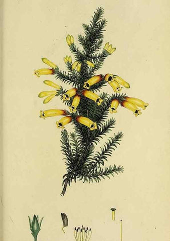 Reproducción/Reproduction 40903604183: The heathery, or, A monograph of the genus Erica :. London :Henry G. Bohn,1845.. 