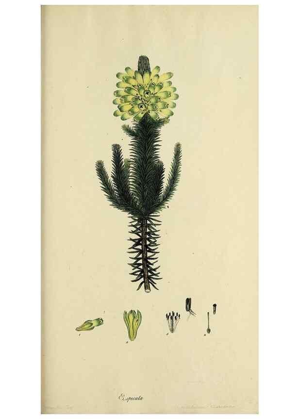 Reproducción/Reproduction 46953933045: The heathery, or, A monograph of the genus Erica :. London :Henry G. Bohn,1845.. 