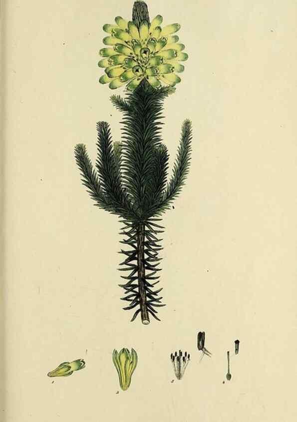Reproducción/Reproduction 46953933045: The heathery, or, A monograph of the genus Erica :. London :Henry G. Bohn,1845.. 
