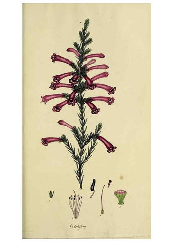 Reproducción/Reproduction 46953933605: The heathery, or, A monograph of the genus Erica :. London :Henry G. Bohn,1845.. 