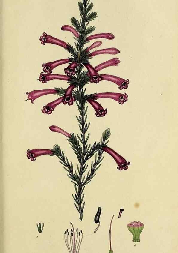 Reproducción/Reproduction 46953933605: The heathery, or, A monograph of the genus Erica :. London :Henry G. Bohn,1845.. 
